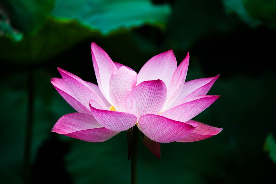 lotus image from pixabay